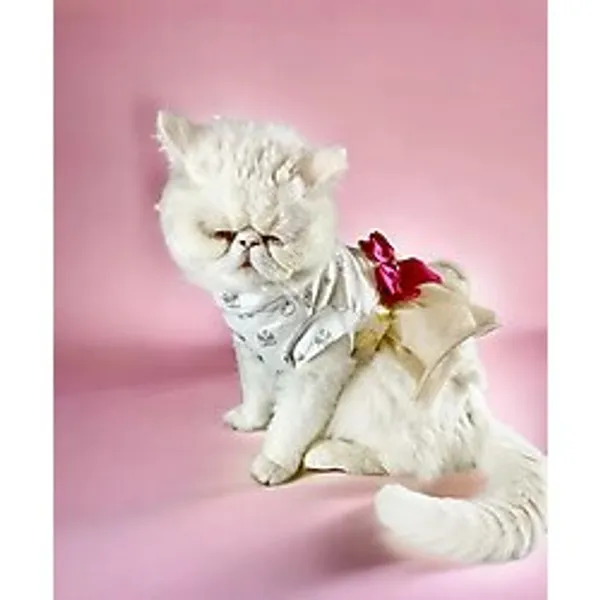 Creamy Fuschia Tutulu Kedi Elbisesi, Kiyafeti Tutu