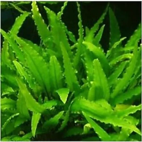 Cryptocoryne Wendtii Green Saksı Canlı Bitki
