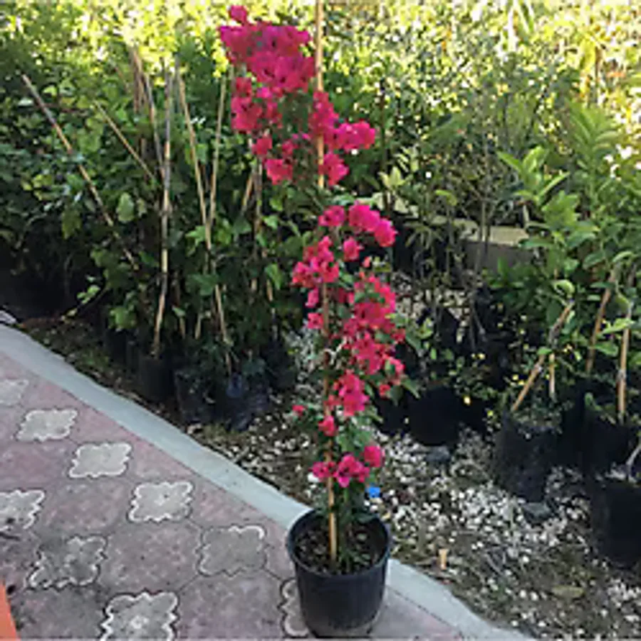 Dedemin Fidanlığı Saksıda Sarılıcı Kırmızı Tırmanıcı Begonvil Fidanı Yaş 2 Boy 80-110cm