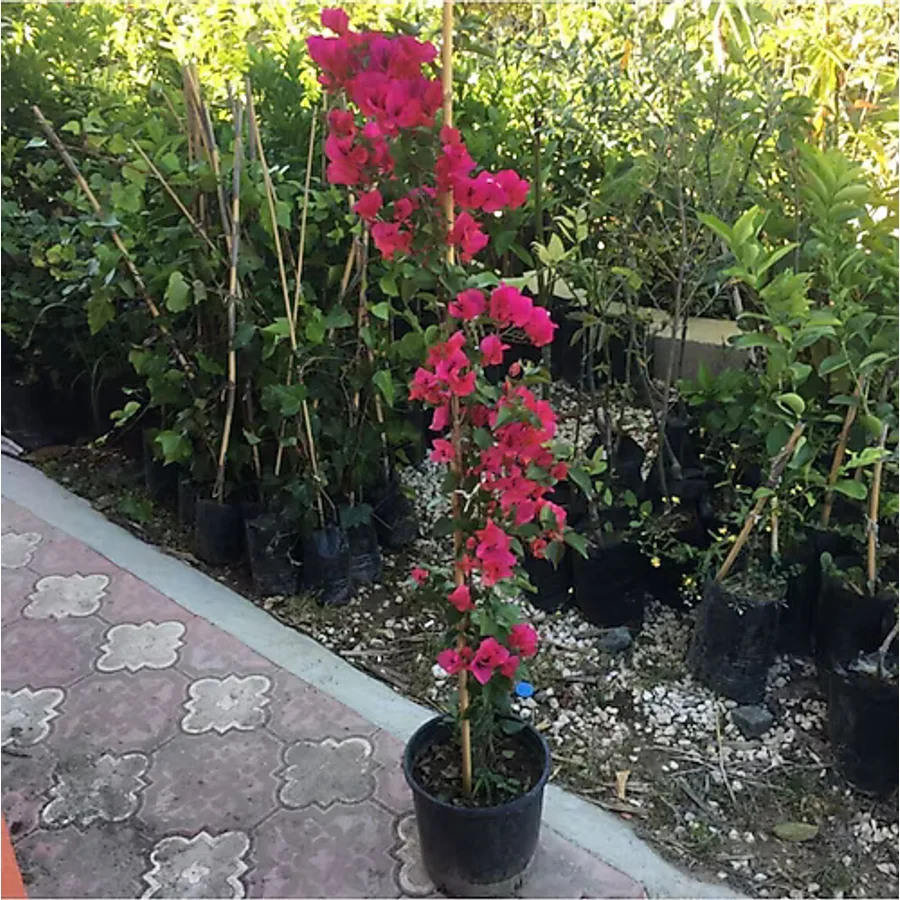 Dedemin Fidanlığı Saksıda Sarılıcı Kırmızı Tırmanıcı Begonvil Fidanı Yaş 2 Boy 80-110cm