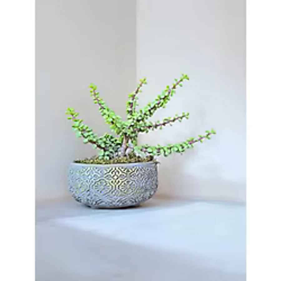 Dekoratif Saksıda Afra Bonsai Yeşim Ağacı