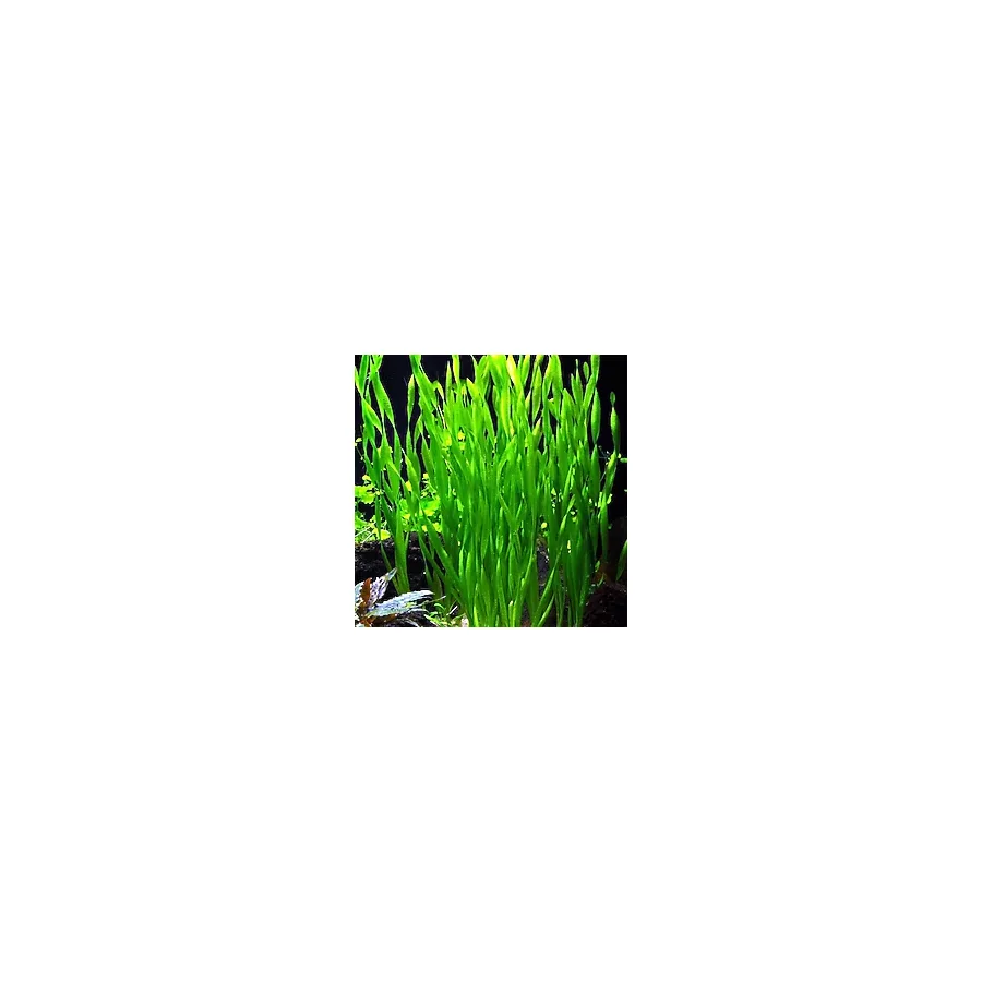 Dev Saz Vallisneria 1 Saksı Akvaryum Bitkisi Akvaryum Bitkileri 1 Bağ-Saksı