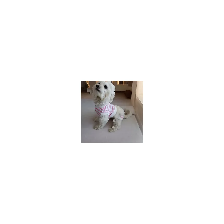 Dişi Köpek Regl Külodu ve Tshirt Takımı - Ayarlanabilir, Yıkanabilir, Hijyenik Köpek Külodu - Açık Pembe