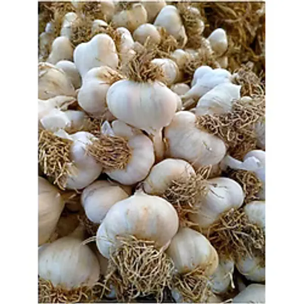 Doğal Kastamonu Taşköprü Sarımsak Yarım Kg / 500 Gr Yerli Üretim Yerli Tohum