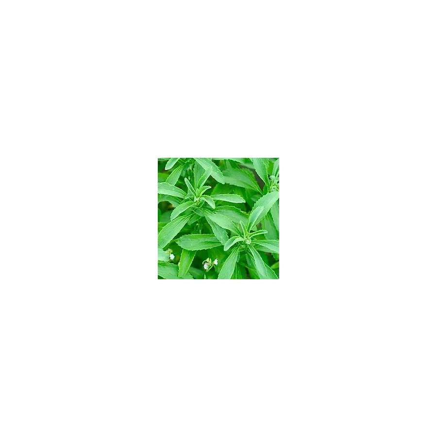 Doğal Stevia Şeker Otu Tohumu (40 tohum)