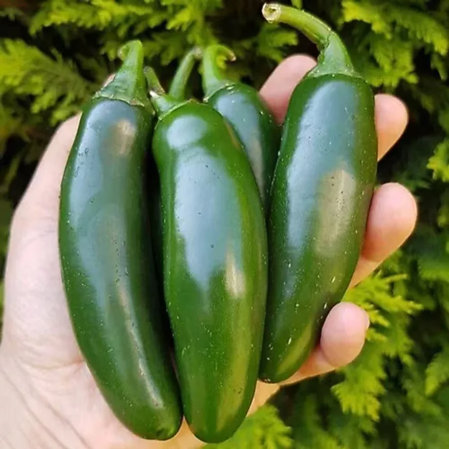 E-fidancım Aktif Jalapeno Zehir Gibi Acı Biber Fidesi (5 Adet)