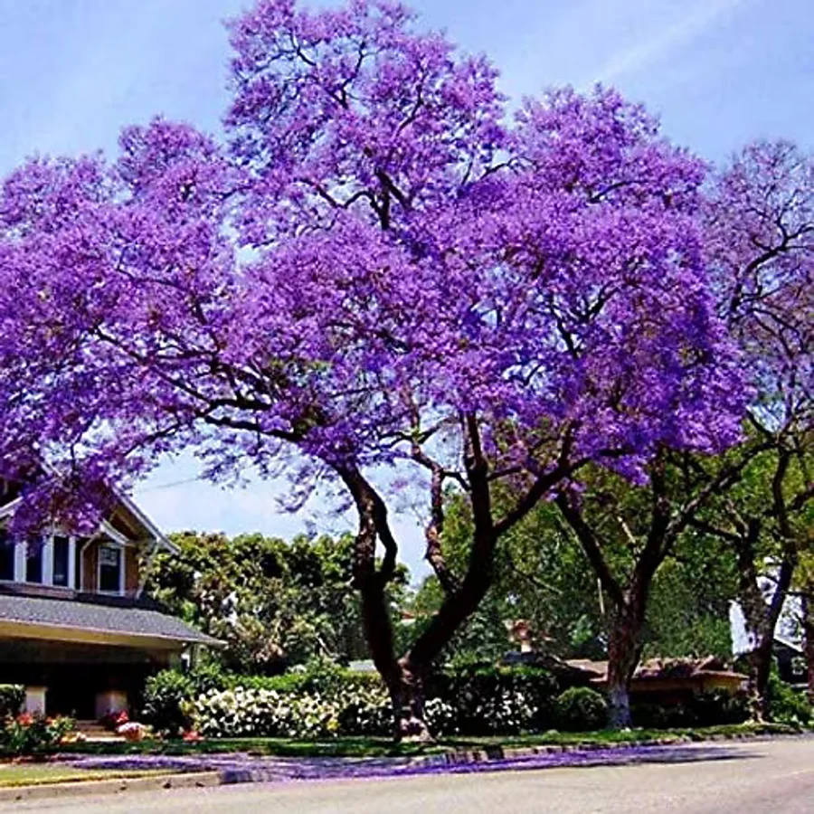 E-fidancim Dünyanın En Hızlı Büyüyen Tomentasa Paulownia Ağacı Tohumu (50tohum)