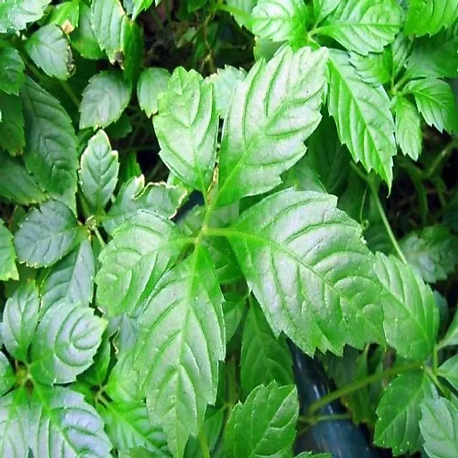 E-fidancım Gynostemma Pentephyllum Beş Yapraklı Jiaogulan Ginseng Fidesi (3 Adet)