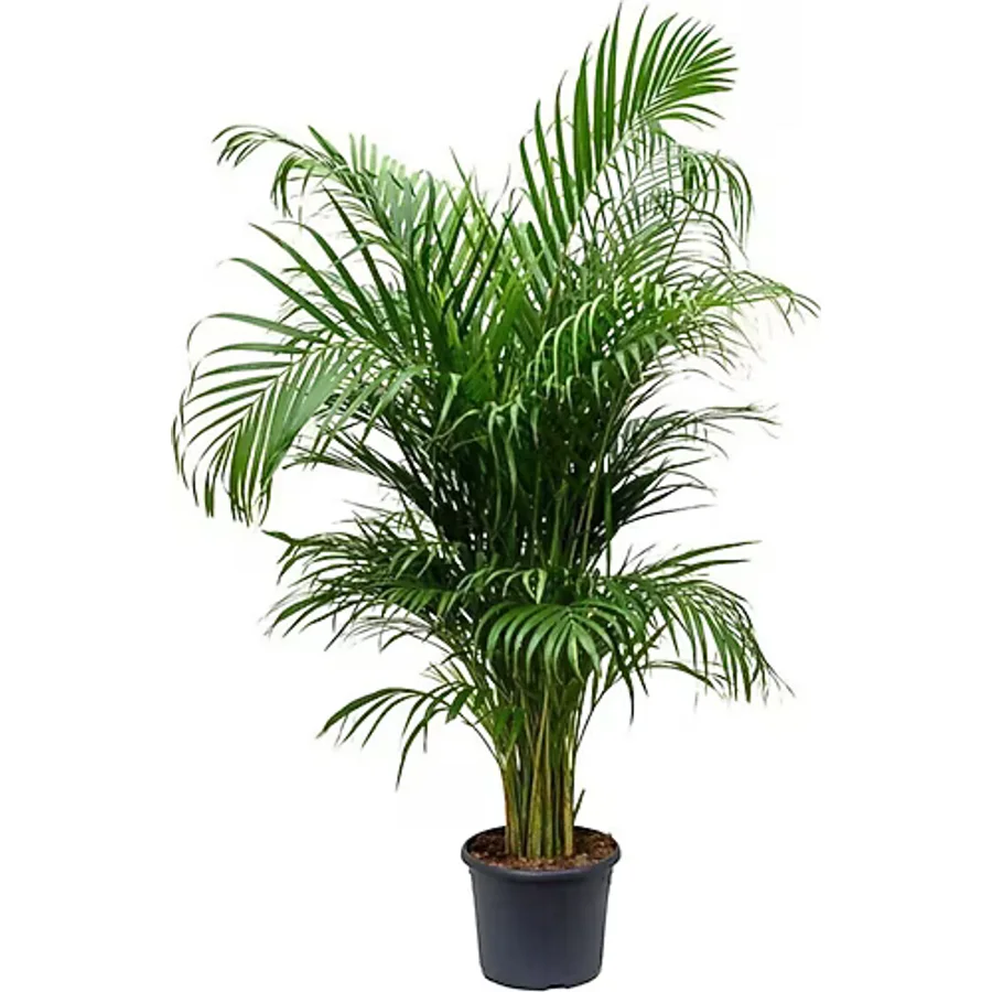 ebotanik Areka Salon Palmiyesi 80-100 Cm Areca Palm