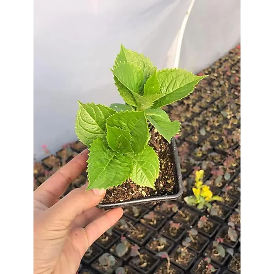 Ebruli Mavi Ortanca Çiçeği Fidanı 10-20 Cm