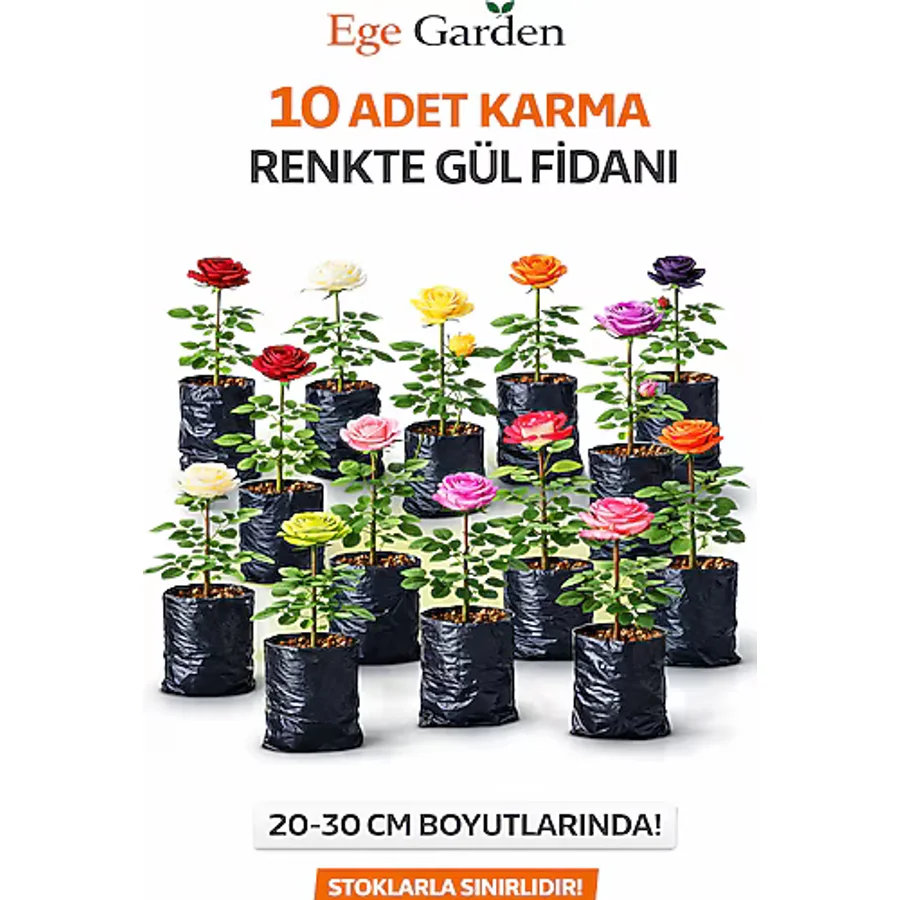 EGE GARDEN 10 Adet Karışık Renk Gül Fidanı Tüplü Köklü Bahçe ve Saksı Yetiştiriciliğine Uygundur
