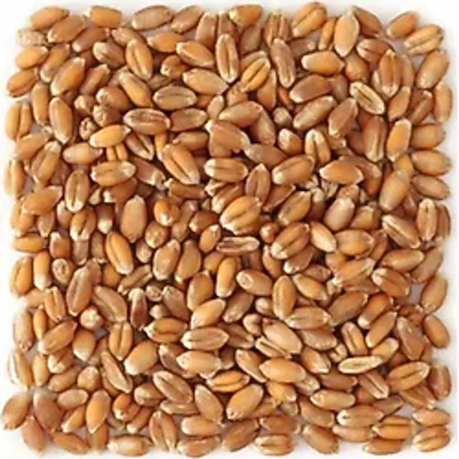 Ekbera - Yemlik Buğday 25 Kg - Kuş-Tavuk-Kaz-Ördek, Kanatlı Yemi