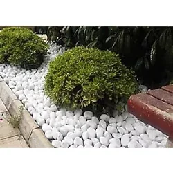 Ekodoğa Beyaz Dolomit Taş 25 Kg 4-6 Cm Dekoratif Taş Bahçe Süs Taşı Loche