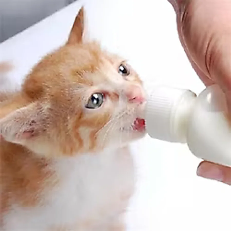 Erdo Ticaret Yavru Kedi ve Köpekler İçin 50 ml Iki Emzikli Biberon