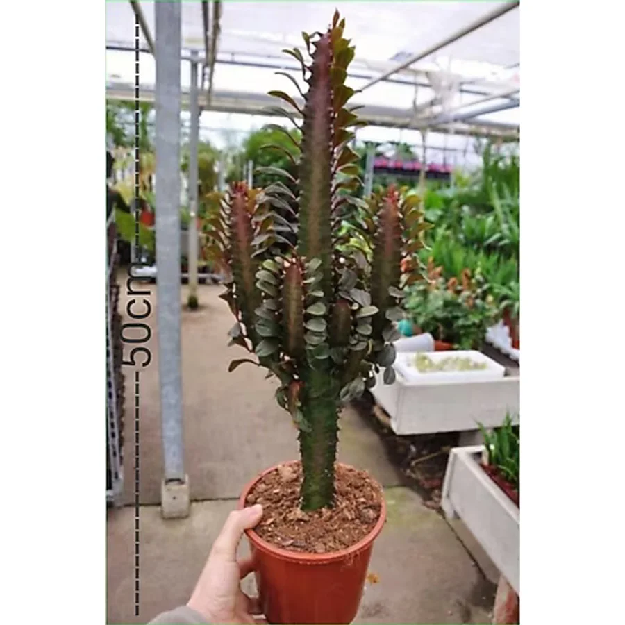 Euphorbia Trigona (Süt Ağacı)