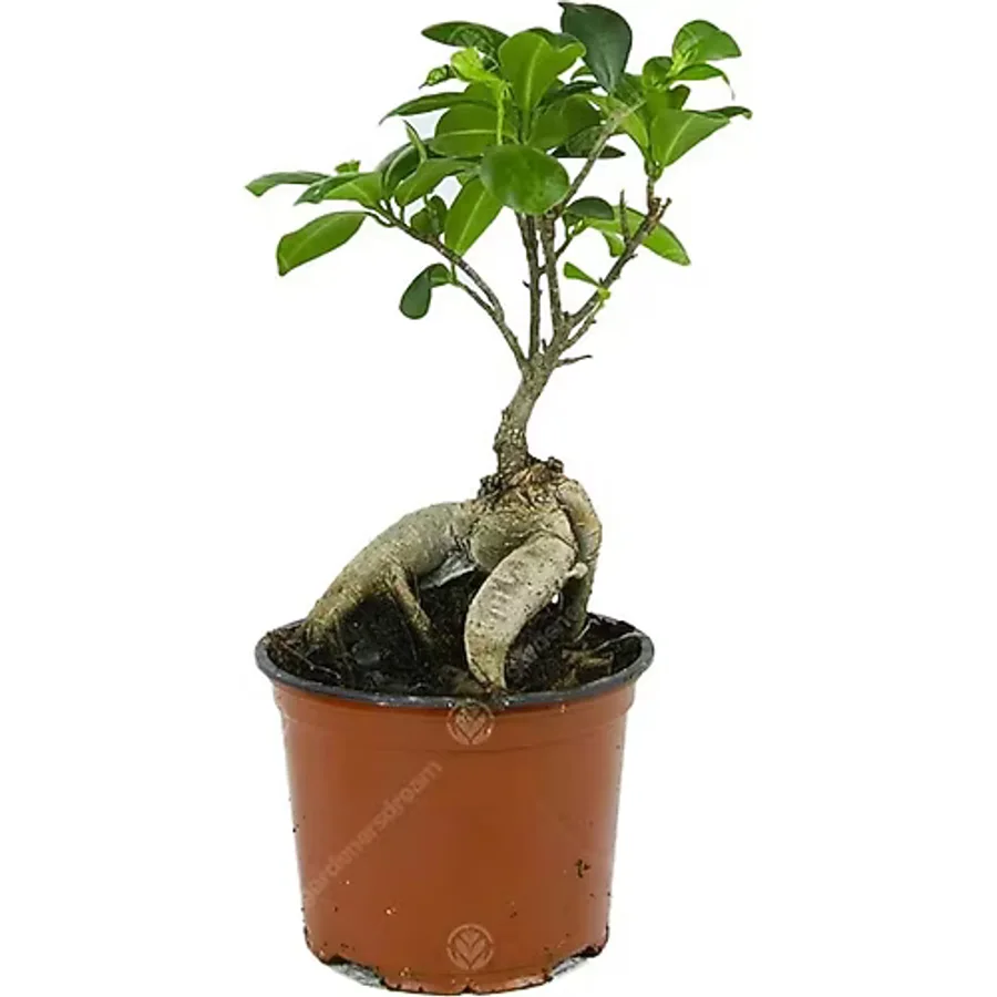 Ficus Bonsai