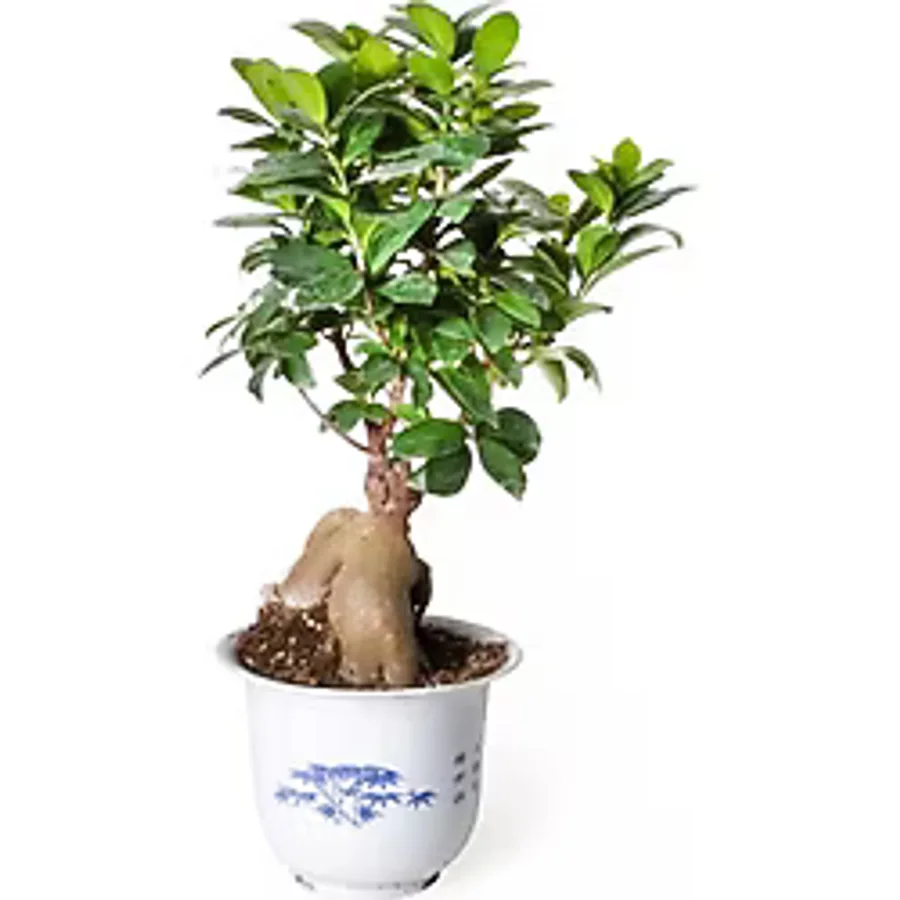 Ficus Ginseng Bonsai - Adam Ağaç - Ev Ofis Salon Iç Mekan Bitkisi - Ø:17 Cm - H:40 Cm