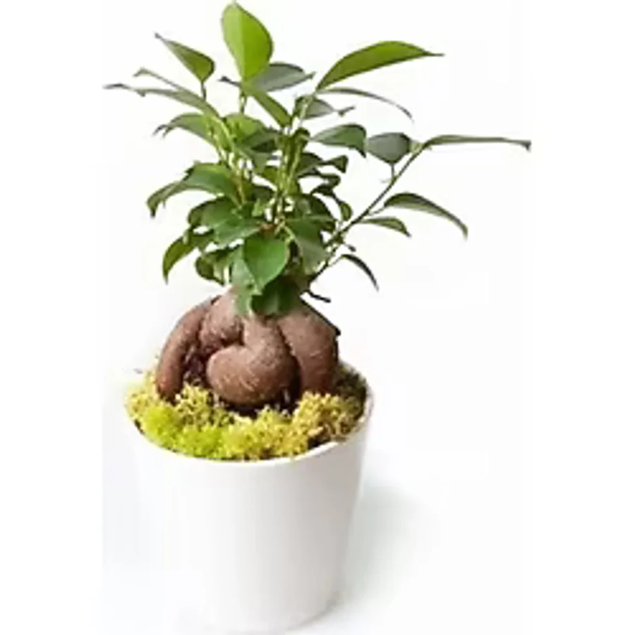 Ficus Ginseng Bonsai - Beyaz Lily