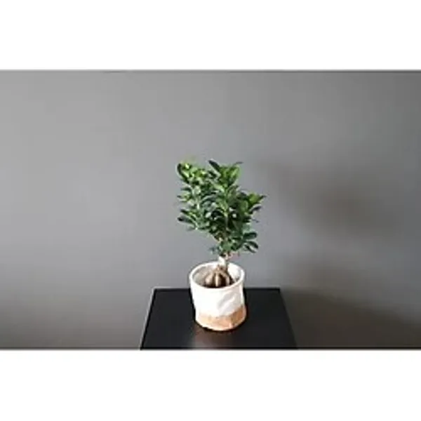 Ficus Ginseng Bonsai Ev Ofis Bitkisi