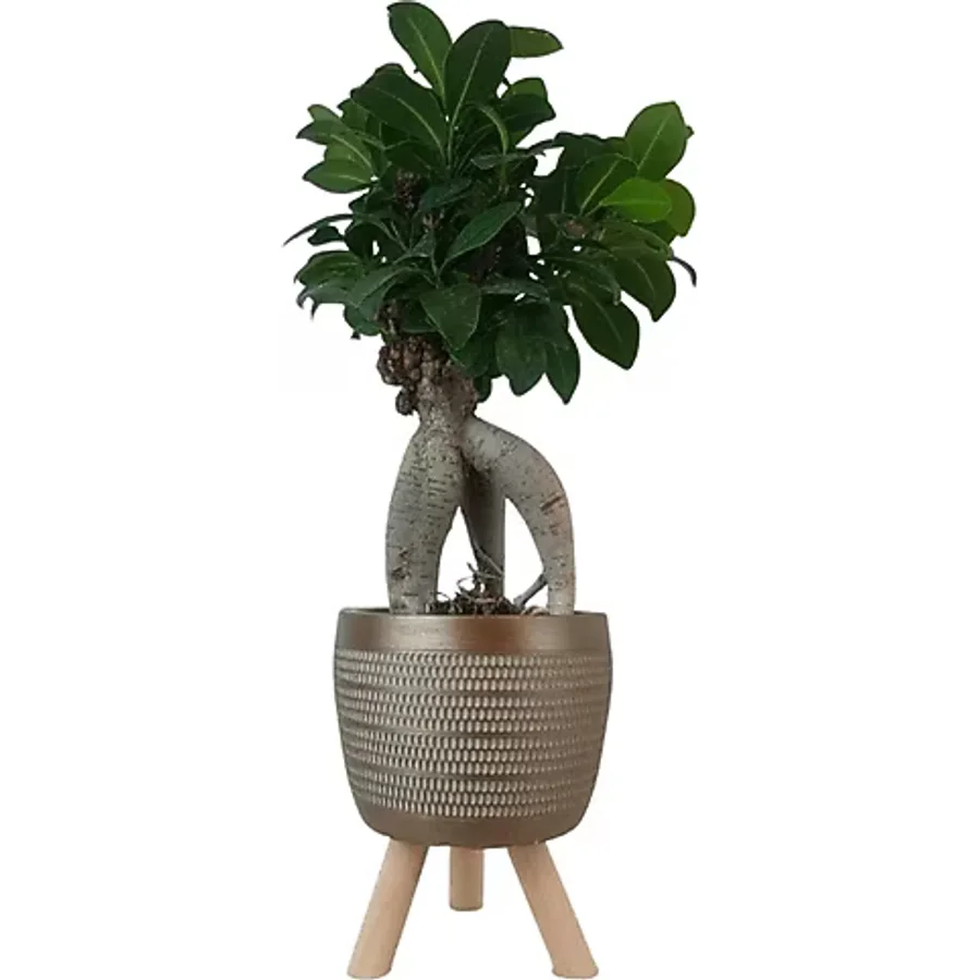 Ficus Ginseng Bonsai Gold Damla Saksıda