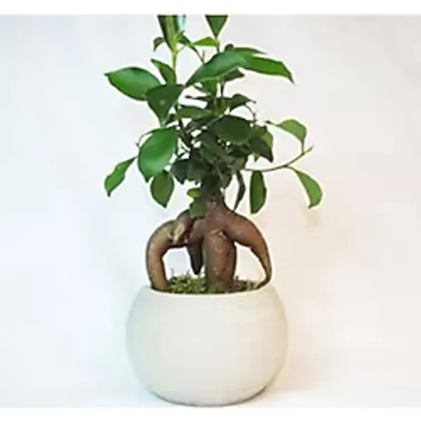 Ficus Ginseng Bonsai & Gri Venüs Beton Saksıda Hediyelik Canlı Çiçek