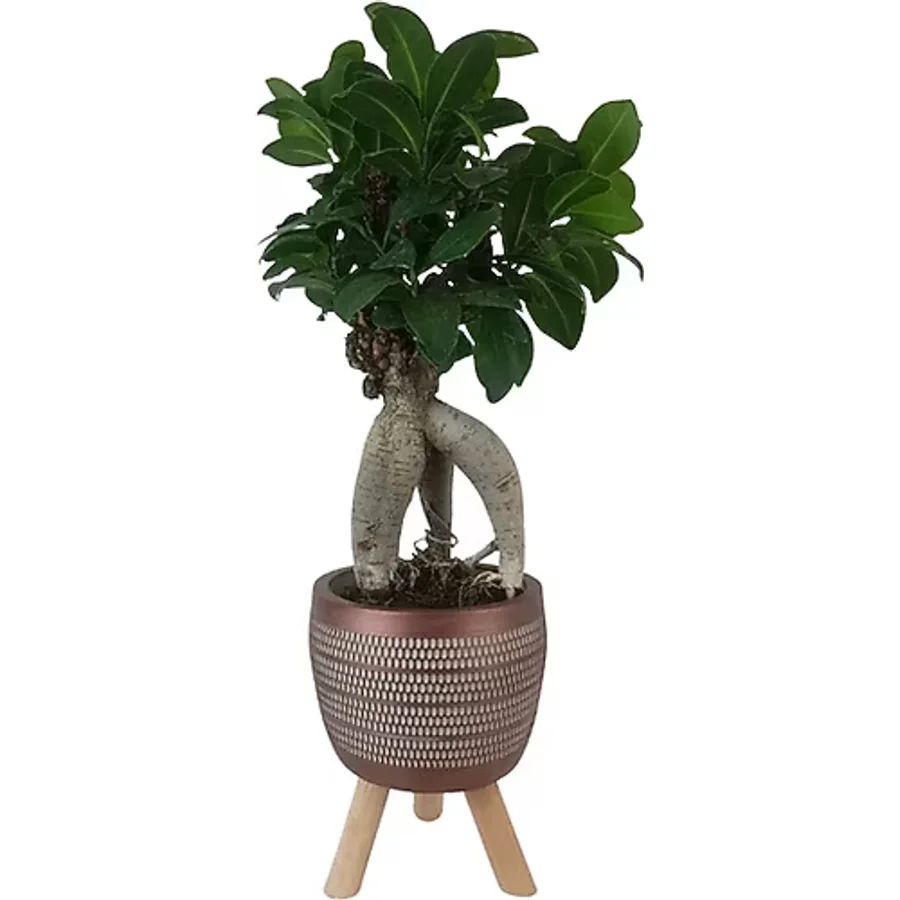 Ficus Ginseng Bonsai Kiremit Rengi Damla Saksıda