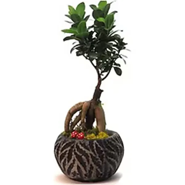 Ficus Ginseng Bonsai & Siyah Vane Beton Saksıda Hediyelik Canlı Çiçek