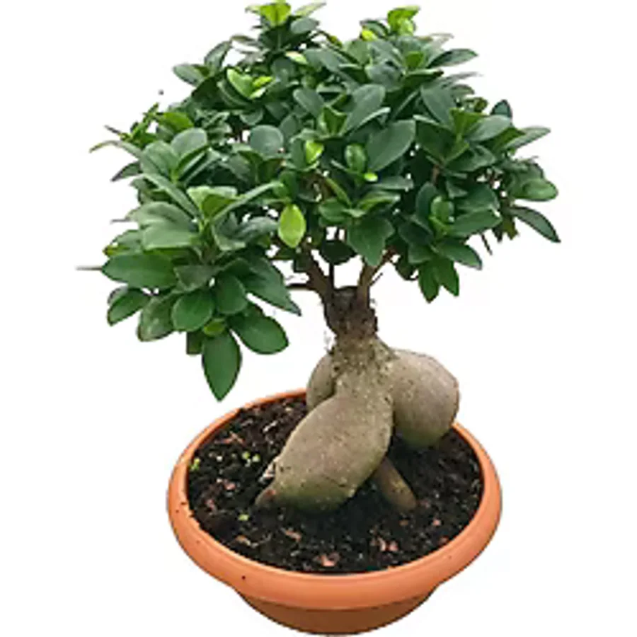Ficus Microcarpa 'ginseng Bonsai'