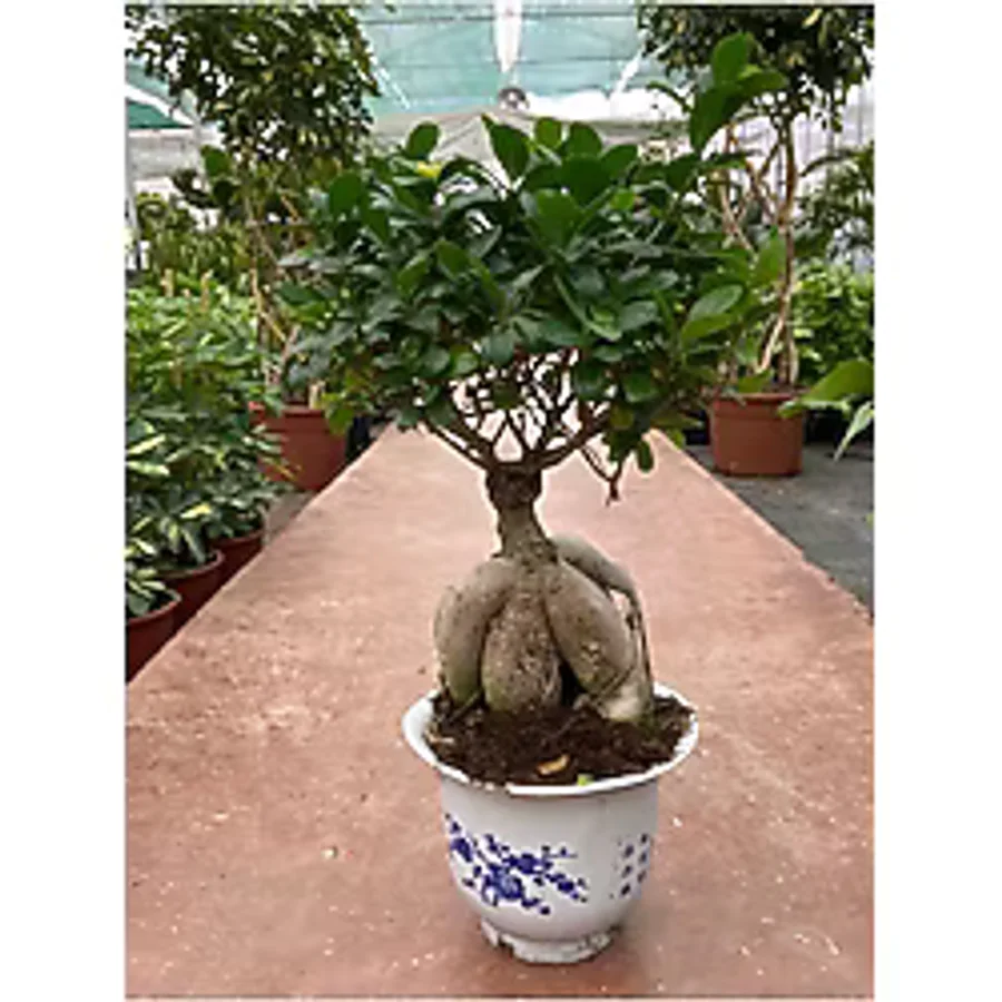 Ficus Microcarpa Ginseng Bonsai Orta Boy