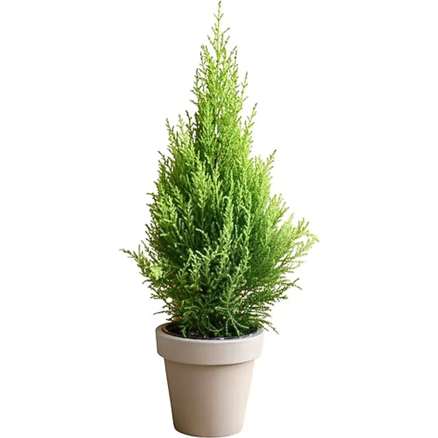 Fidanburada Limon Servi (Cupressus Macrocarpa Goldcrest) 6'lı Set