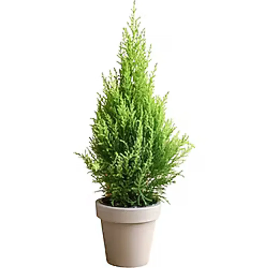 Fidanburada Limon Servi (Cupressus Macrocarpa Goldcrest) 6'lı Set