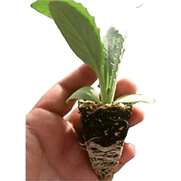 Fide Sepeti Enginar Fidesi (6Lı Ambalaj)