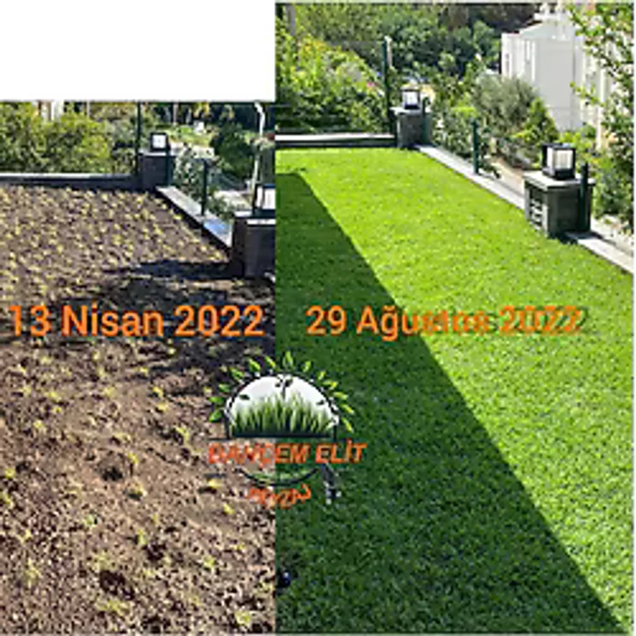 FİDE Zoysia Japonica Çim Fidesi 26.5 M2 İçin 420 Adet (5 viol) 84'lük viollerde
