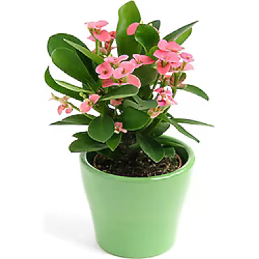 Flora Vadi İthal İri Çiçekli Milli Dikenler Tacı Çiçeği Pembe Renk (20-40 Cm) Saksılı (Euphorbia milii)