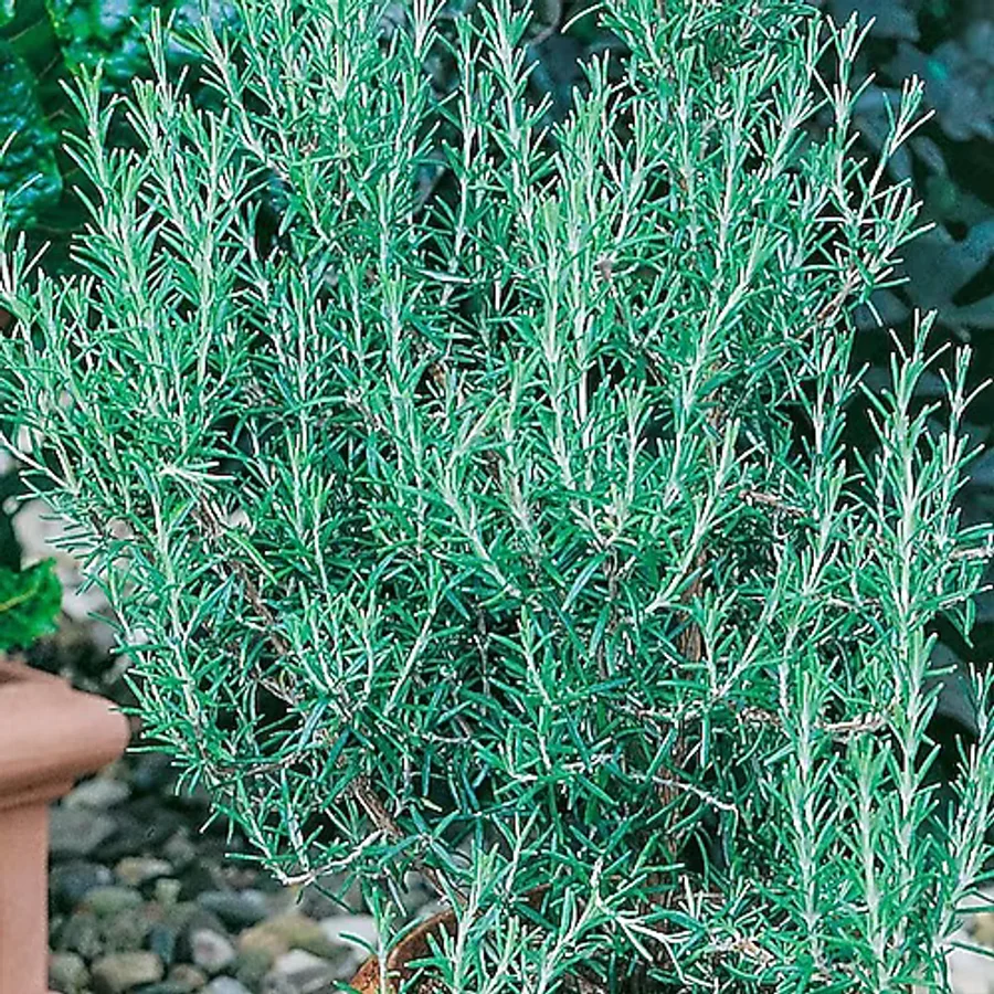 Floramut Rosmarin Blue Winter Yayılıcı Biberiye Fidesi-2 Adet