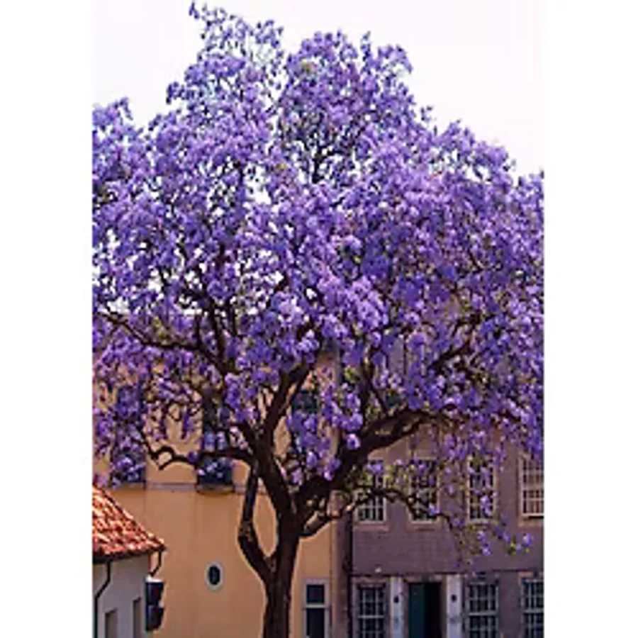 Floramut Tüplü Paulownia Kiri Ağacı Fidesi -4 Adet