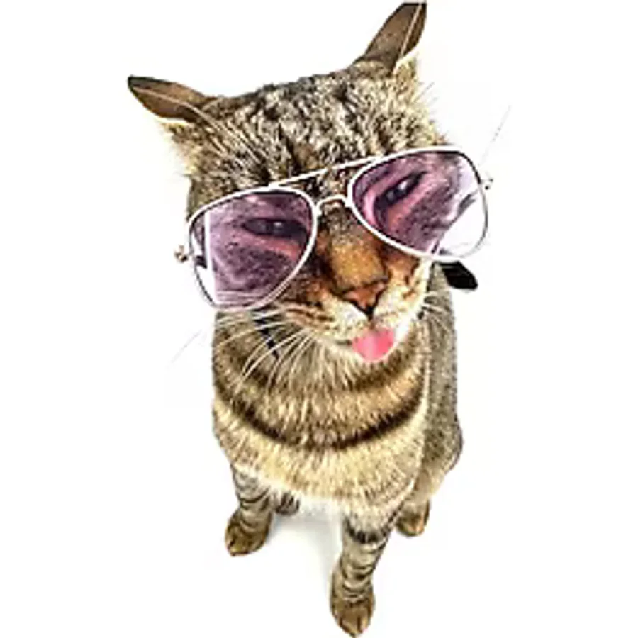 Fuşya Damla Model Kedi Köpek Gözlüğü