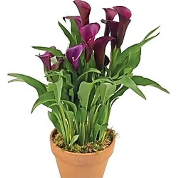 Gala Gelin Çiçeği (Calla Lily) Bordo 10-20 Cm