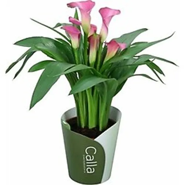 Gala Gelin Çiçeği (Calla Lily) Pembe 10-20 cm