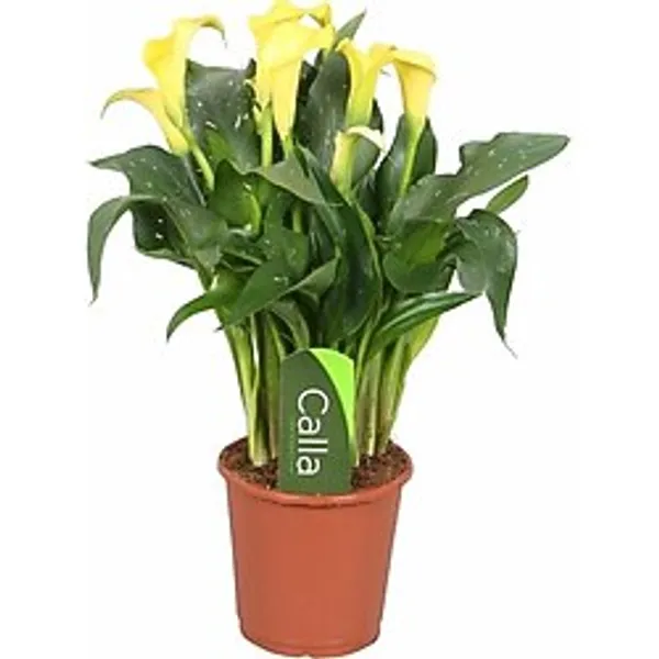 Gala Gelin Çiçeği Calla Lily Sarı 10-20 Cm