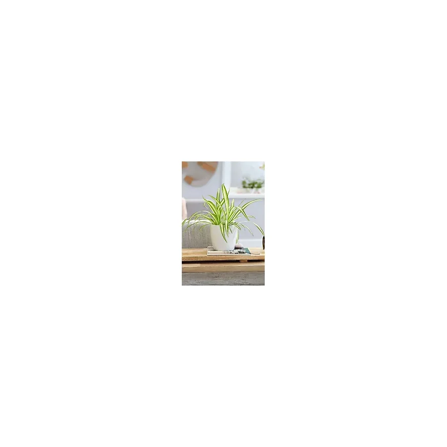 Garden Online Chlorophytum Comosum - Askılı Kurdele Çiçeği Canlı Salon Bitkisi 25 - 45 cm