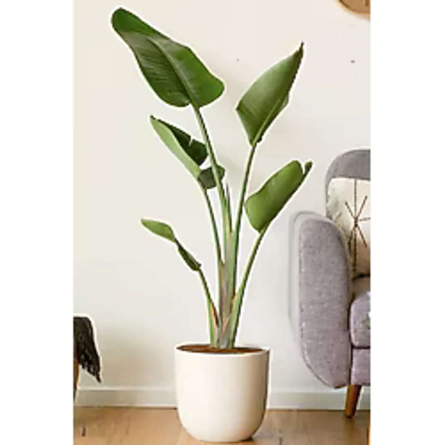 Garden Online Starliçe Cennet Kuşu Çiçeği - Strelitzia Nicolai Canlı Salon Bitkisi 130 - 150 cm