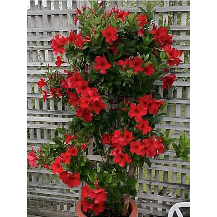 Gardenbox Canlı Kırmızı Çiçekli Mandevilla-Sandavilla Sarmaşık 30-60 cm Saksılı Dış Mekan Bitkisi