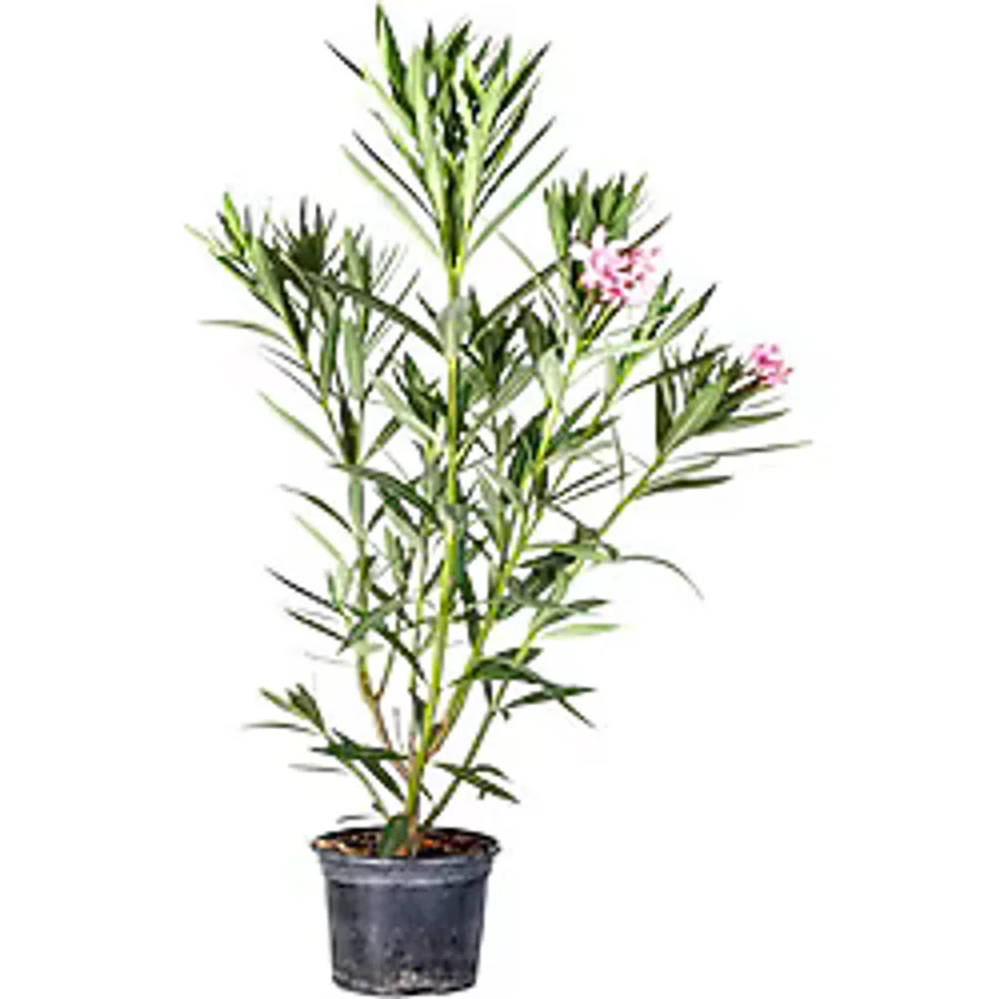 Gardenbox Kampanyalı Zakkum Fidanı Pembe 1 Adet Saksılı/tüplü (70-100cm) Dış Mekan (oleander)