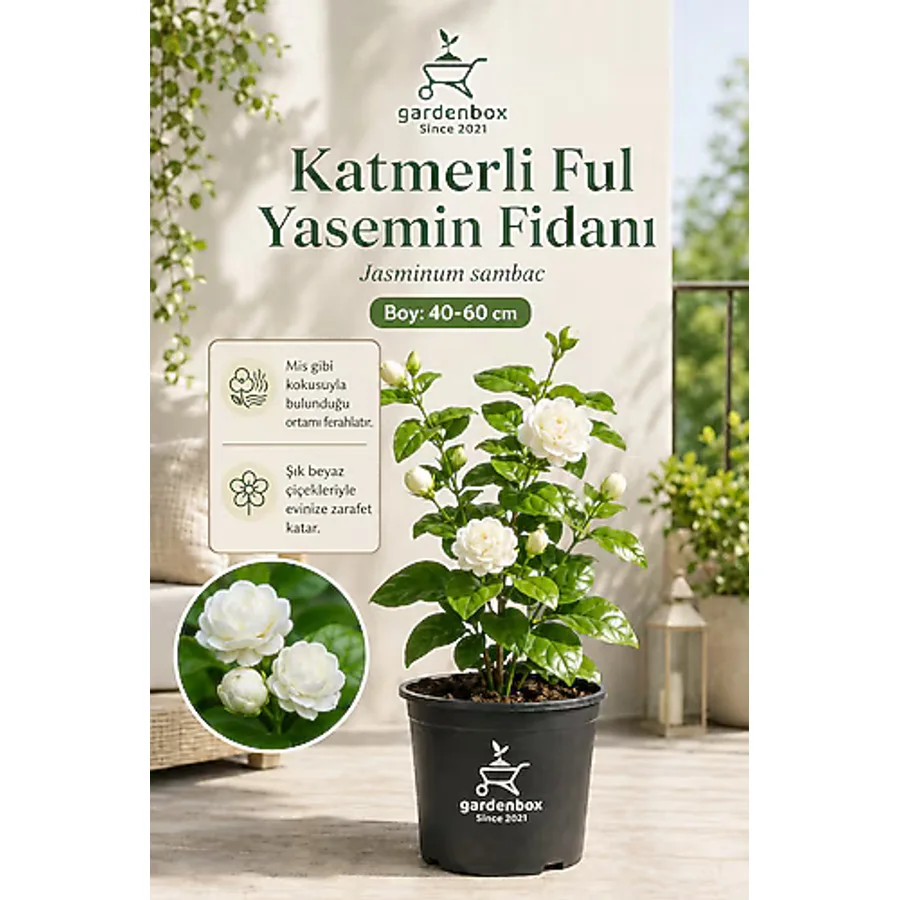 Gardenbox Katmerli Ful Yasemin Çiçeği Kokulu 1 ADET Saksılı 40-60Cm