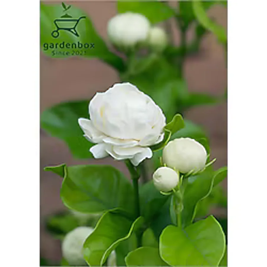 Gardenbox Katmerli Ful Yasemin Çiçeği Kokulu 1 ADET Saksılı 40-60Cm