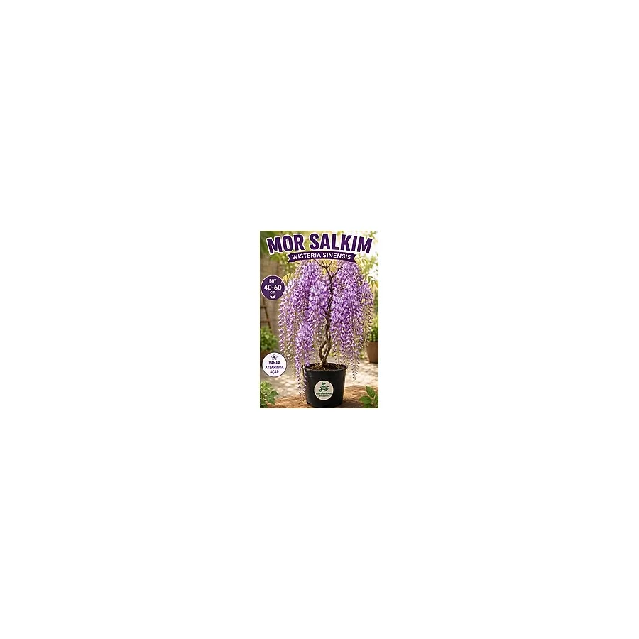 Gardenbox Kokulu Sarmaşık Mor Salkım Ağacı Fidanı 1 ADET Saksılı 40-60Cm Dış Mekan Bitkisi