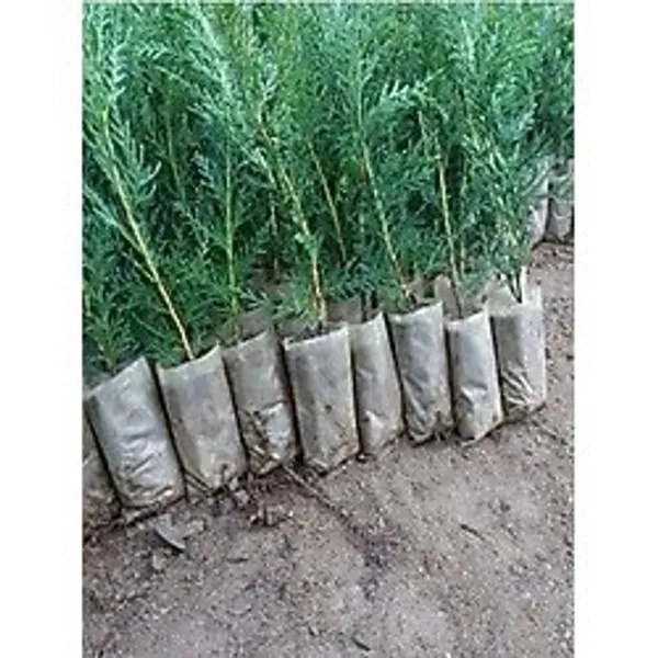 Gardenbox Leylandi Çit Bitkisi, 10-30 cm, 5 Adet Saksılı, Dış Mekan Ağacı, Cupressocyparis