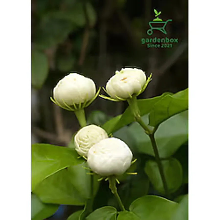 Gardenbox Mis Kokulu Katlı Ful Yasemin Çiçeği 1 ADET Saksılı 40-60Cm(Jasminum Sambac)