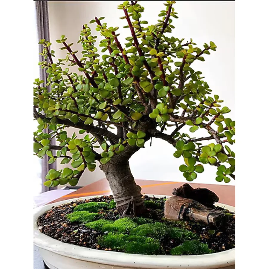 Gardenbox Ofis Salon Çiçeği Saksılı Yeşim Çiçeği 15-30 cm İç Mekan Bitkisi (Portulacaria Afra )